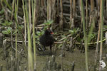 Gallinella d'acqua (Gallinula chloropus)