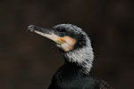 Cormorano in livrea Nuziale
