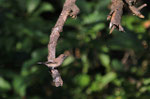 Balia nera femmina (Ficedula hypoleuca) è solo di passaggio dalle nostre parti, la sua meta è l'Africa dove andrà a svernare, la rivedremo da metà marzo e aprile stavolta le meta sarà il nord Europa per riprodursi.