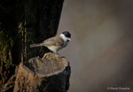 Cincia bigia (Poecile palustris)