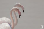 Fenicottero rosa (Phoenicopterus roseus)