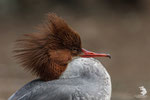  Smergo maggiore (Mergus merganser) - femmina