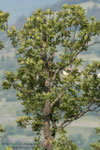 Picchio verde (Picus viridis)