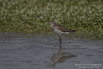 Pantana (Tringa nebularia)