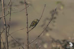 Lucherino (Spinus spinus) - femmina