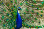 Pavone blu noto anche come pavone indiano (Pavo cristatus)