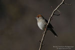 Capinera (Sylvia atricapilla) - femmina