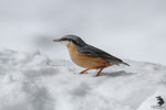 Picchio muratore (Sitta europaea)