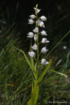Orchidea bianca - (Cefalantera bianca)