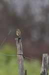 Stiaccino (Saxicola rubetra ) femmina 