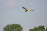Falco di palude