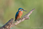 Martin pescatore maschio (Alcedo atthis)