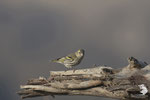 Lucherino (Spinus spinus) - femmina