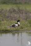 Volpoca (Tadorna tadorna)