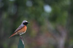 Codirosso (Phoenicurus phoenicurus) maschio