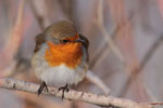 Pettirosso (Erithacus rubecola)
