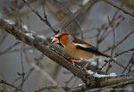 Frosone maschio (Coccothraustes coccothraustes)