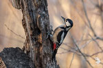 Picchio rosso maggiore (Dendrocopos major)