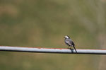 ballerina bianca (Motacilla alba)