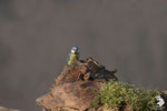 Cinciarella (Cyanistes caeruleus)