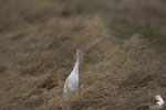 Airone guardabuoi (Bubulcus ibis)