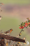Pettirosso (Erithacus rubecola)