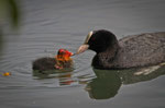 Folaga (Fulica atra)