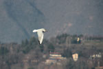 Gabbiano (Larus ridibundus) con piumaggio invernale