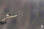 Codibùgnolo (Aegithalos caudatus)