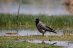Cornacchia grigia (Corvus cornix)