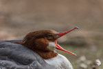  Smergo maggiore (Mergus merganser) - femmina