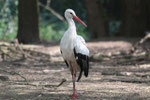 Cicogna bianca (Ciconia ciconia)