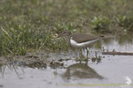 Piro piro piccolo (Actitis hypoleucos)