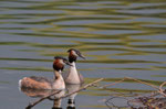 Svasso maggiore (Podiceps cristatus)
