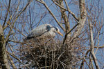 Airone cenerino (Ardea cinerea)