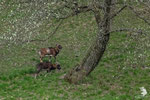 Muflone (Ovis aries musimon)