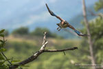 Ghiandaia (Garrulus glandarius)