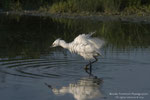 Garzetta (Egretta garzetta)