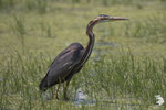 Airone rosso (Ardea purpurea)
