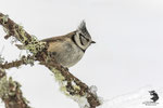 Cincia dal ciuffo (Lophophanes cristatus)