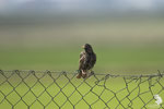 Storno comune (Sturnus vulgaris)