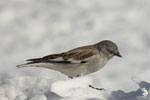 Fringuello alpino (Montifringilla nivalis)