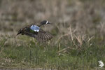 Alzavola Blue-winged Teal (Anas discors)