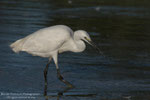 Garzetta (Egretta garzetta)