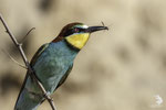 Gruccione (Merops apiaster)