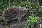 Riccio comune (Erinaceus europaeus)