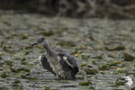 Airone cenerino (Ardea cinerea)