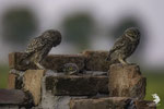Civetta (Athene noctua)