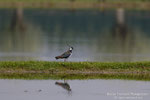 Pavoncella (Vanellus vanellus)