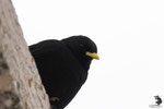 Gracchio alpino (Pyrrhocorax graculus)